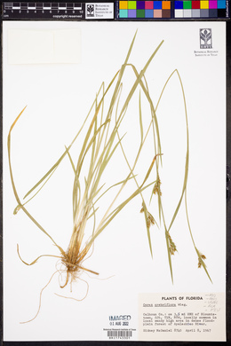 Carex crebriflora image