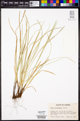 Carex willdenowii image