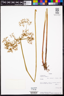 Cyperus haspan image