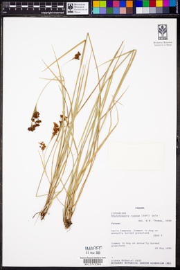 Rhynchospora rugosa image