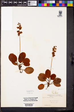 Pyrola elliptica image