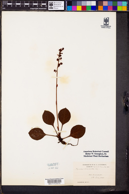 Pyrola chlorantha image