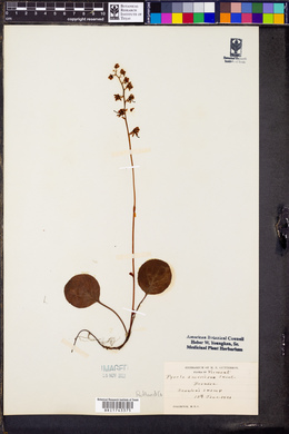 Pyrola americana image