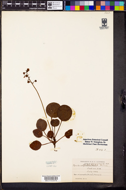 Pyrola asarifolia image