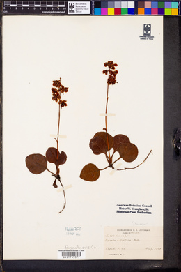 Pyrola elliptica image