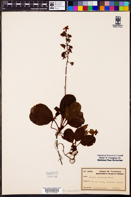 Pyrola americana image