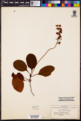 Pyrola elliptica image