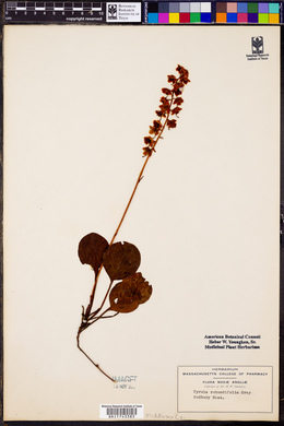 Pyrola rotundifolia image