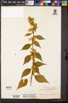 Solidago macrophylla image