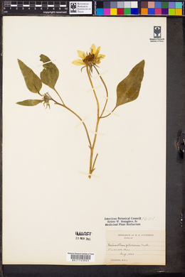 Helianthus petiolaris image