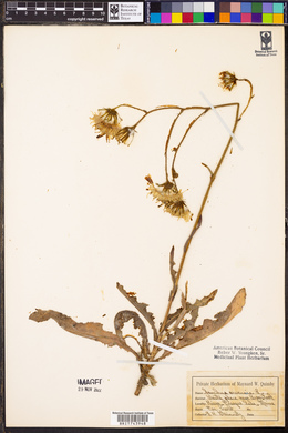 Sonchus arvensis image