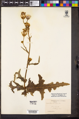 Sonchus arvensis image