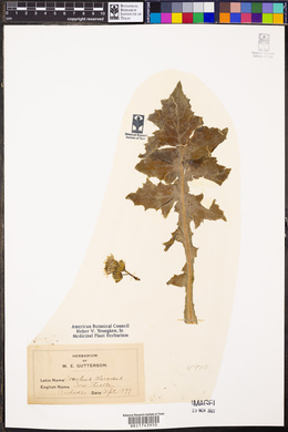 Sonchus oleraceus image