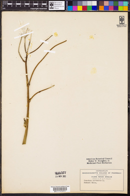 Sonchus arvensis image