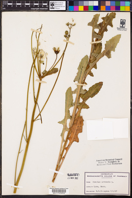 Sonchus arvensis image