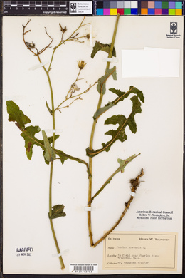 Sonchus arvensis image