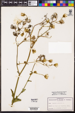 Sonchus arvensis image