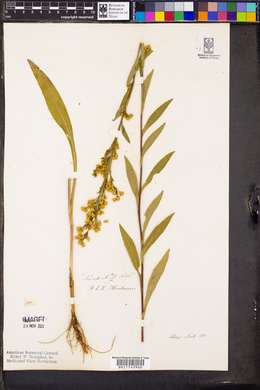 Solidago stricta image