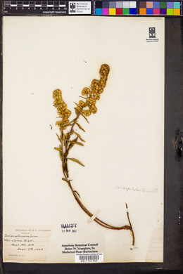 Solidago cutleri image