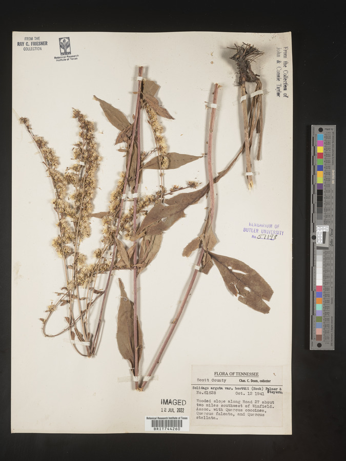 Solidago boottii var. caroliniana image