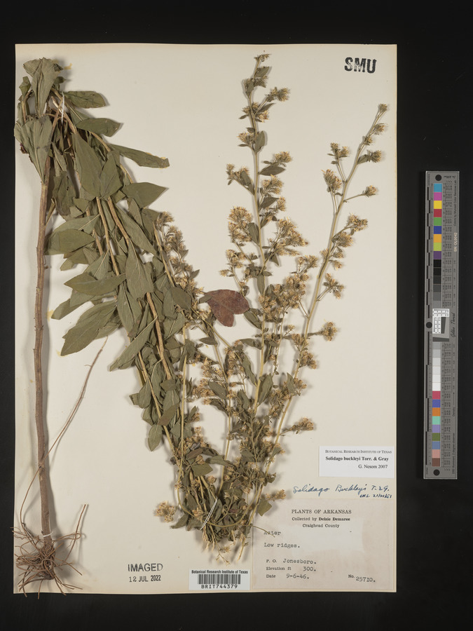 Solidago buckleyi image