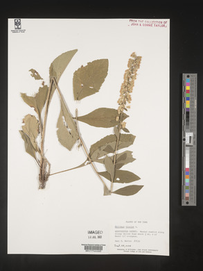 Solidago bicolor image