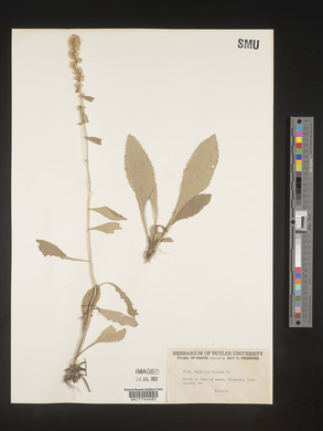 Solidago bicolor image