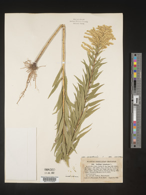Solidago canadensis var. canadensis image