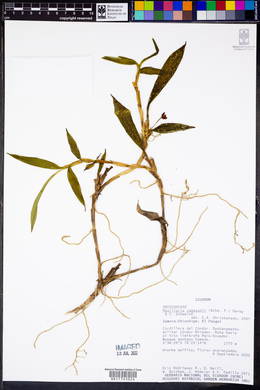 Maxillaria jamesonii image