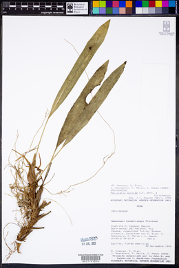 Maxillaria weberbaueri image