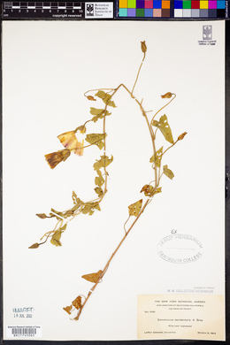 Calystegia occidentalis subsp. occidentalis image