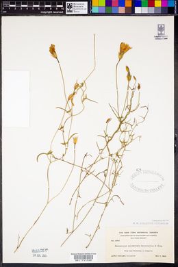 Calystegia occidentalis subsp. occidentalis image