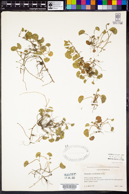 Dichondra occidentalis image