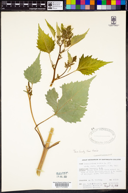 Chenopodiastrum murale image