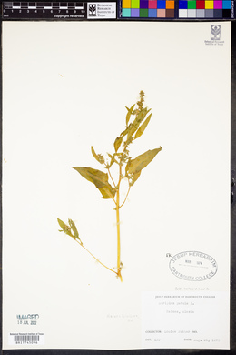 Atriplex patula image