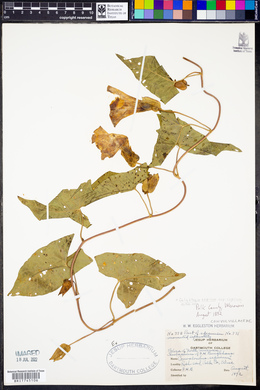 Calystegia sepium subsp. sepium image