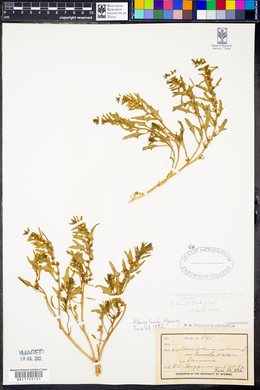 Oxybasis rubra image