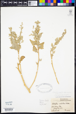 Atriplex argentea image