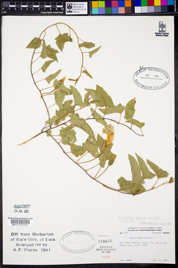 Calystegia sepium subsp. sepium image