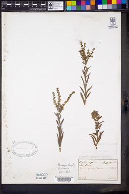 Lappula squarrosa image