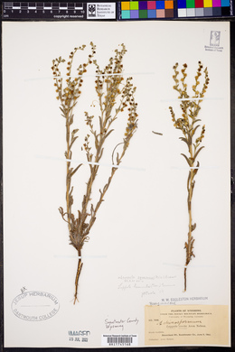 Lappula squarrosa image
