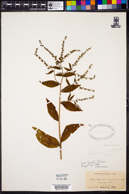 Hackelia virginiana image