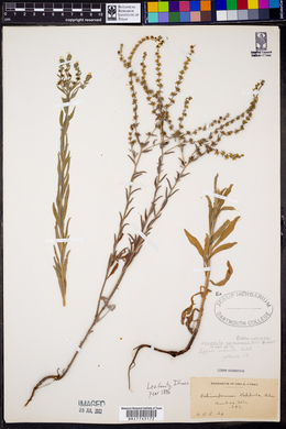 Lappula squarrosa image