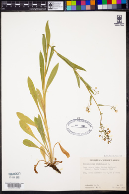 Cynoglossum officinale image