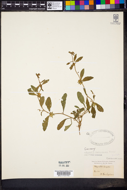 Myosotis ramosissima image