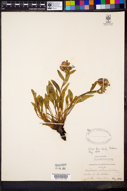 Mertensia oblongifolia image