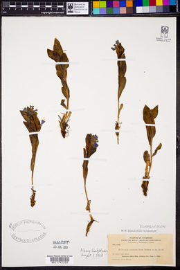 Mertensia coriacea image
