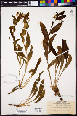 Mertensia coronata image
