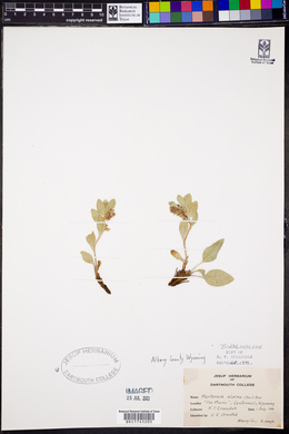Mertensia alpina image