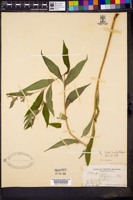 Lithospermum latifolium image